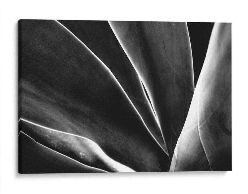 Maguey 1 - HCTR | Cuadro decorativo de Canvas Lab