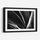 Maguey 1 - HCTR | Cuadro decorativo de Canvas Lab