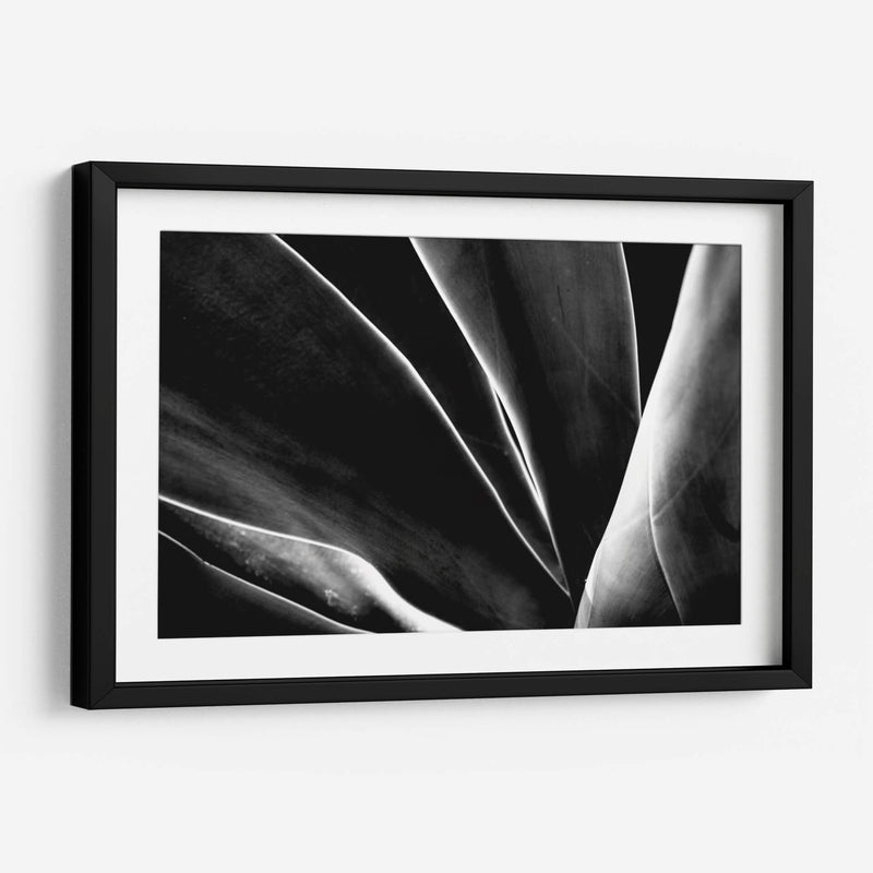 Maguey 1 - HCTR | Cuadro decorativo de Canvas Lab