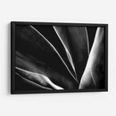 Maguey 1 - HCTR | Cuadro decorativo de Canvas Lab