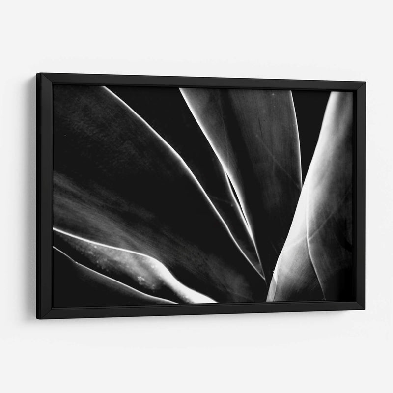 Maguey 1 - HCTR | Cuadro decorativo de Canvas Lab