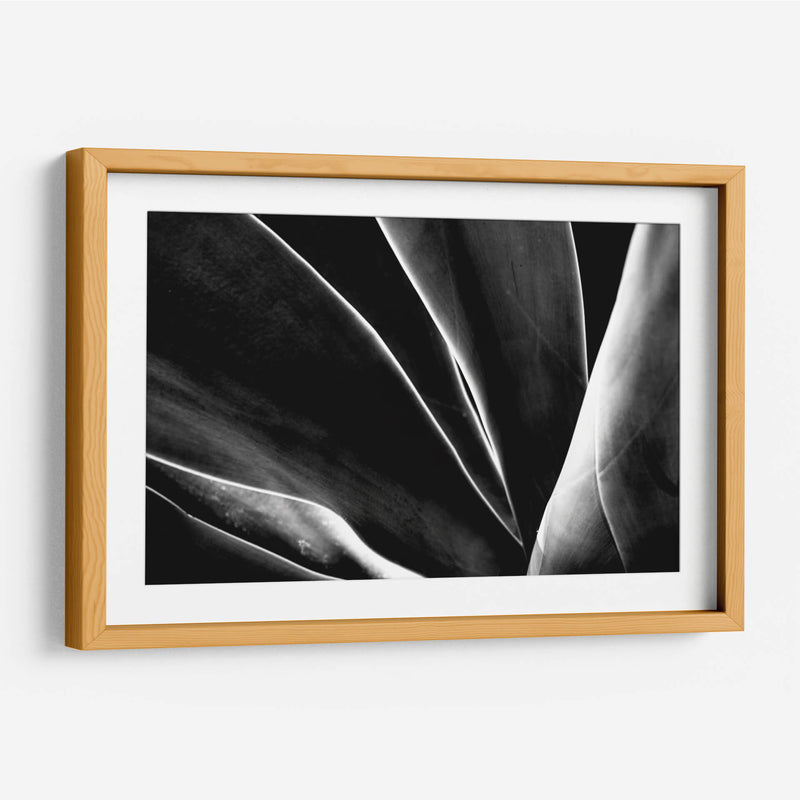 Maguey 1 - HCTR | Cuadro decorativo de Canvas Lab