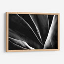 Maguey 1 - HCTR | Cuadro decorativo de Canvas Lab