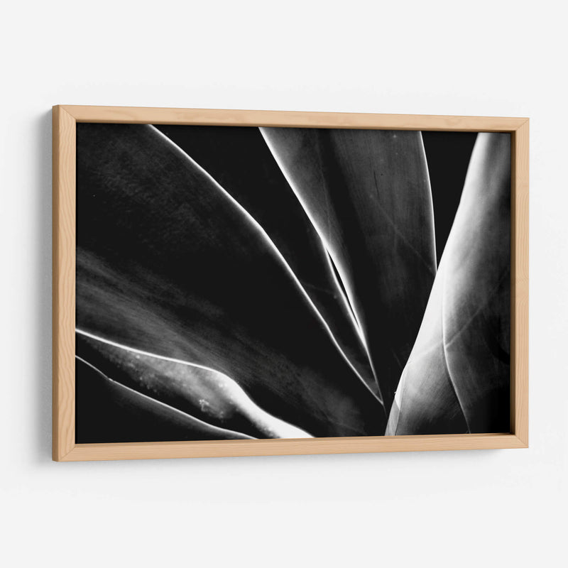 Maguey 1 - HCTR | Cuadro decorativo de Canvas Lab