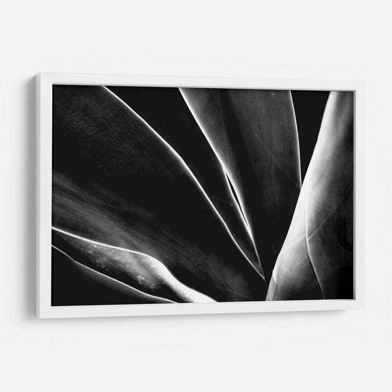 Maguey 1 - HCTR | Cuadro decorativo de Canvas Lab