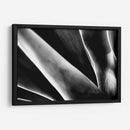 Maguey 2 - HCTR | Cuadro decorativo de Canvas Lab