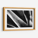 Maguey 2 - HCTR | Cuadro decorativo de Canvas Lab