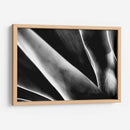 Maguey 2 - HCTR | Cuadro decorativo de Canvas Lab