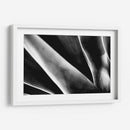 Maguey 2 - HCTR | Cuadro decorativo de Canvas Lab