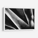 Maguey 2 - HCTR | Cuadro decorativo de Canvas Lab
