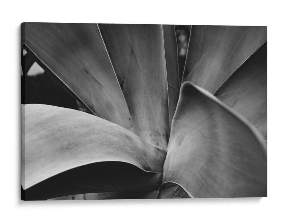 Maguey 3 - HCTR | Cuadro decorativo de Canvas Lab