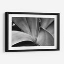 Maguey 3 - HCTR | Cuadro decorativo de Canvas Lab