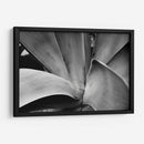 Maguey 3 - HCTR | Cuadro decorativo de Canvas Lab
