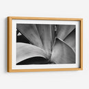 Maguey 3 - HCTR | Cuadro decorativo de Canvas Lab