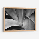 Maguey 3 - HCTR | Cuadro decorativo de Canvas Lab