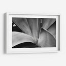 Maguey 3 - HCTR | Cuadro decorativo de Canvas Lab