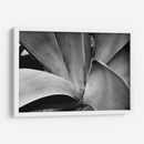 Maguey 3 - HCTR | Cuadro decorativo de Canvas Lab