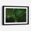 Mantis 1 - HCTR | Cuadro decorativo de Canvas Lab