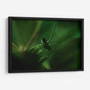 Mantis 1 - HCTR | Cuadro decorativo de Canvas Lab