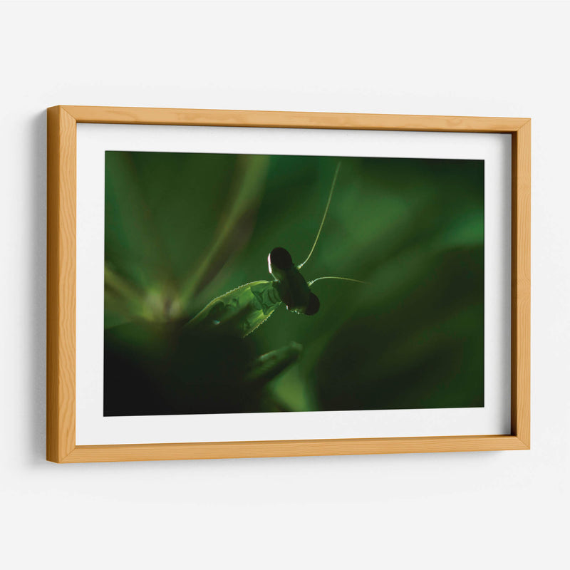 Mantis 1 - HCTR | Cuadro decorativo de Canvas Lab