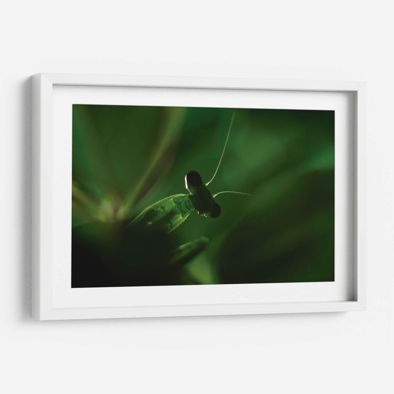 Mantis 1 - HCTR | Cuadro decorativo de Canvas Lab