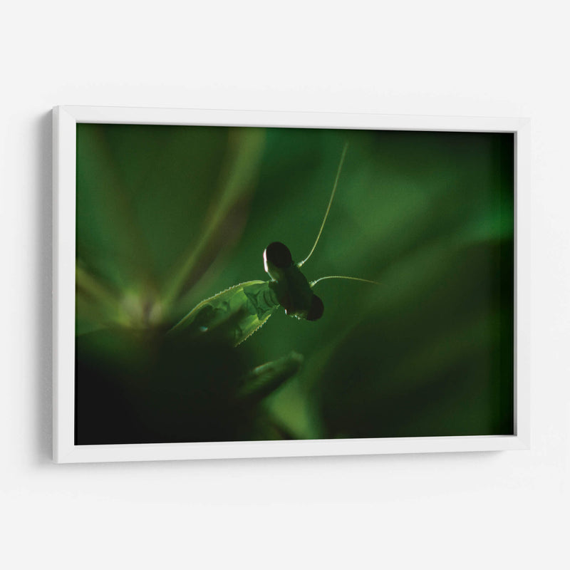 Mantis 1 - HCTR | Cuadro decorativo de Canvas Lab