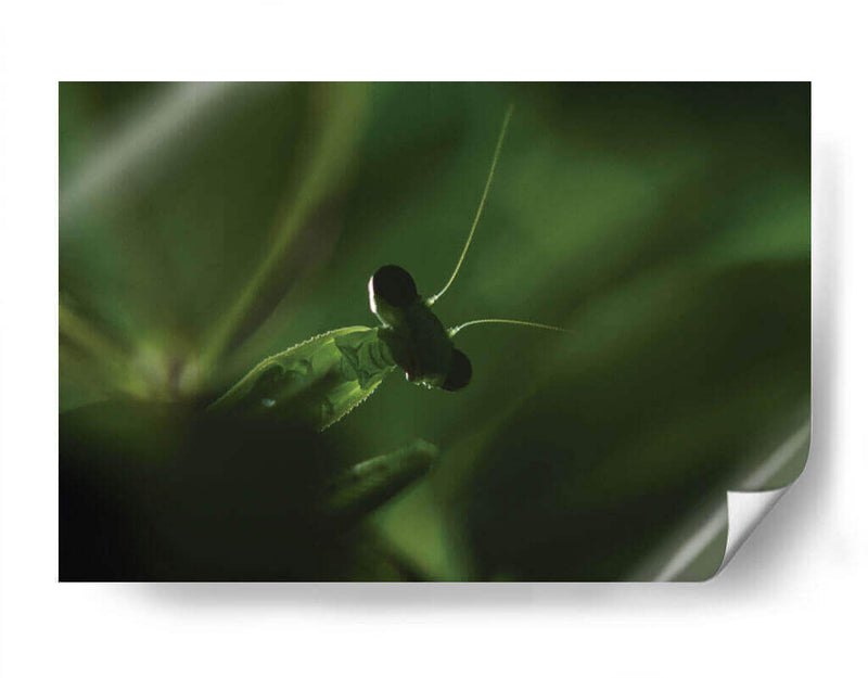 Mantis 1 - HCTR | Cuadro decorativo de Canvas Lab