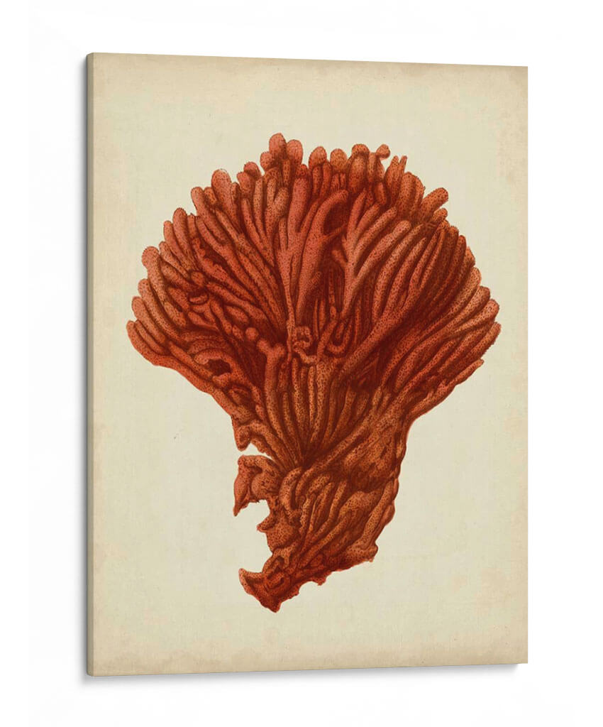 Antiguo Coral Rojo I - Vision Studio | Cuadro decorativo de Canvas Lab