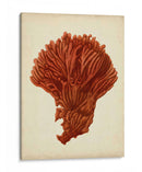Antiguo Coral Rojo I - Vision Studio | Cuadro decorativo de Canvas Lab