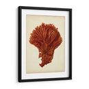 Antiguo Coral Rojo I - Vision Studio | Cuadro decorativo de Canvas Lab