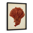 Antiguo Coral Rojo I - Vision Studio | Cuadro decorativo de Canvas Lab