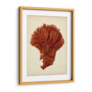 Antiguo Coral Rojo I - Vision Studio | Cuadro decorativo de Canvas Lab