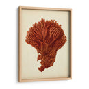 Antiguo Coral Rojo I - Vision Studio | Cuadro decorativo de Canvas Lab