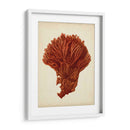 Antiguo Coral Rojo I - Vision Studio | Cuadro decorativo de Canvas Lab