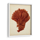 Antiguo Coral Rojo I - Vision Studio | Cuadro decorativo de Canvas Lab