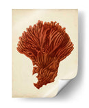 Antiguo Coral Rojo I - Vision Studio | Cuadro decorativo de Canvas Lab
