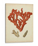 Coral Rojo Antiguo Ii - Vision Studio | Cuadro decorativo de Canvas Lab