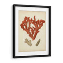 Coral Rojo Antiguo Ii - Vision Studio | Cuadro decorativo de Canvas Lab