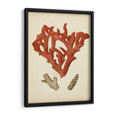 Coral Rojo Antiguo Ii - Vision Studio | Cuadro decorativo de Canvas Lab