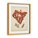 Coral Rojo Antiguo Ii - Vision Studio | Cuadro decorativo de Canvas Lab