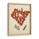 Coral Rojo Antiguo Ii - Vision Studio | Cuadro decorativo de Canvas Lab