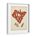 Coral Rojo Antiguo Ii - Vision Studio | Cuadro decorativo de Canvas Lab