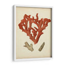 Coral Rojo Antiguo Ii - Vision Studio | Cuadro decorativo de Canvas Lab