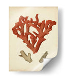 Coral Rojo Antiguo Ii - Vision Studio | Cuadro decorativo de Canvas Lab