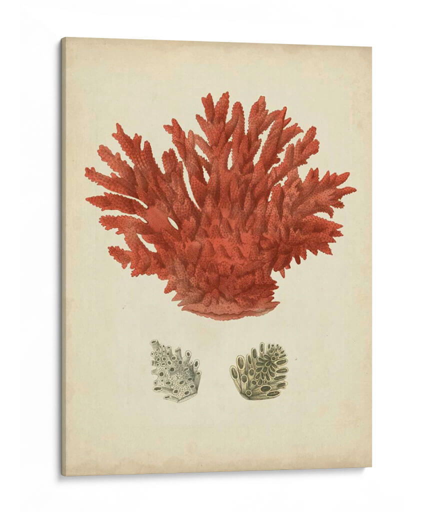 Coral Rojo Antiguo Iii - Vision Studio | Cuadro decorativo de Canvas Lab