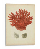 Coral Rojo Antiguo Iii - Vision Studio | Cuadro decorativo de Canvas Lab