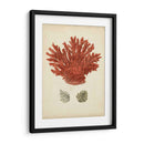 Coral Rojo Antiguo Iii - Vision Studio | Cuadro decorativo de Canvas Lab