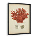 Coral Rojo Antiguo Iii - Vision Studio | Cuadro decorativo de Canvas Lab