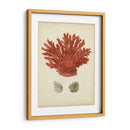 Coral Rojo Antiguo Iii - Vision Studio | Cuadro decorativo de Canvas Lab