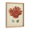 Coral Rojo Antiguo Iii - Vision Studio | Cuadro decorativo de Canvas Lab